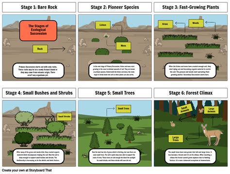 5 Stages Of Primary Succession