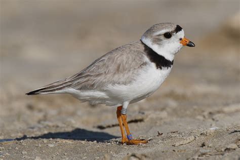 Three's a crowd? Imani, son of piping plovers Monty and Rose, joined by ...