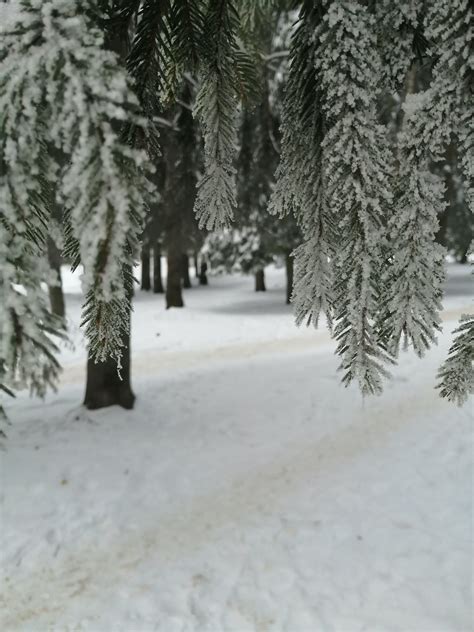 Snow Covered Green Forest Trees during Day · Free Stock Photo