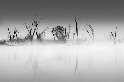 Fog Monster Photograph by Joel Cook - Fine Art America