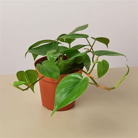 Philodendron Cordatum Heartleaf - 4" Pot - Walmart.com