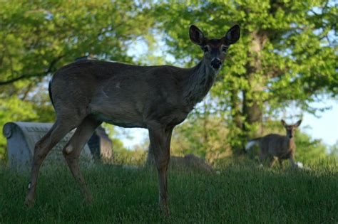 Deer Sequence 2 The Approach by adriennemartino on DeviantArt