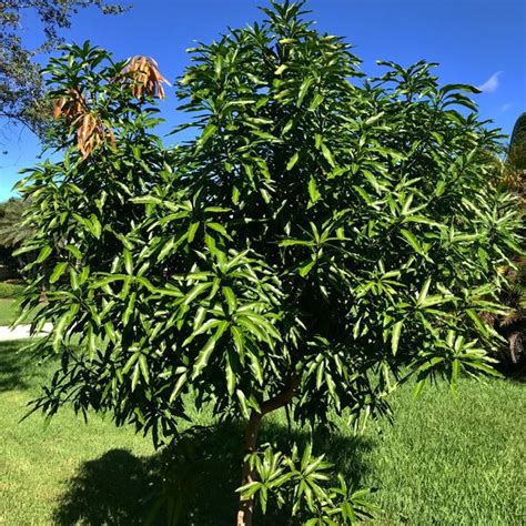 Grafted Mango trees for Sale in Miami, FL - OfferUp