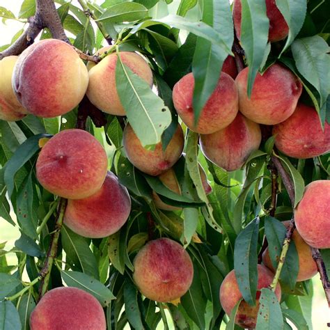 Contender Peach Tree – Green Thumbs Garden