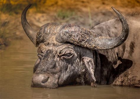 African Buffalo Facts Video Footage Amazing Big 5