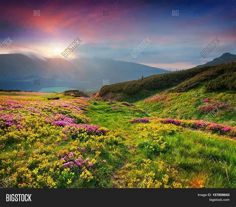 Natural Summer Scene Image & Photo (Free Trial) | Bigstock