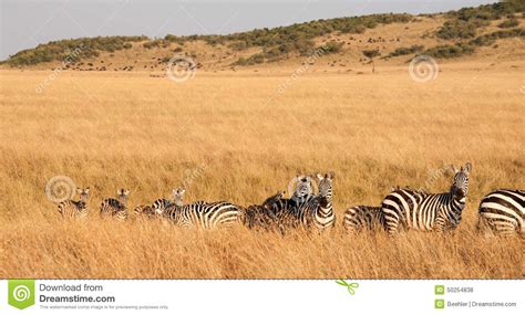 Zebra migration stock photo. Image of herbivore, grasslands - 50254838