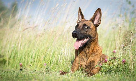 Dutch Shepherd Breed: Characteristics, Care & Photos | BeChewy