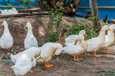 Cara Ternak Bebek Petelur Modern yang Menguntungkan - Agribisnis ...