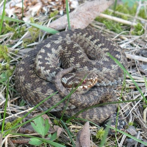 Snake photography bliss check out our european adder video for facts ...