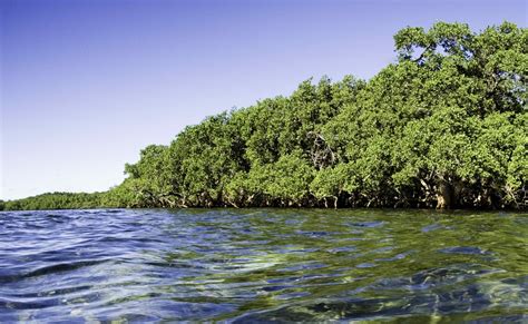 Mangroves