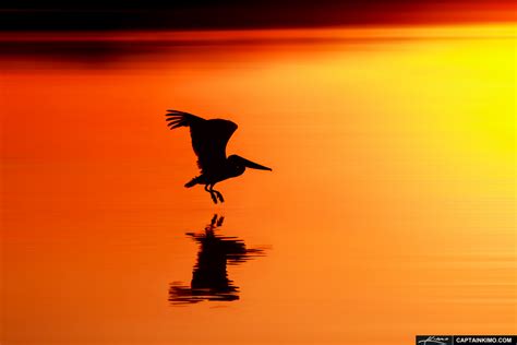 Pelican Flying Over Water During Sunset at Singer Island | HDR ...