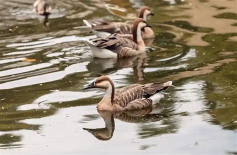 Hawaiian Goose - Facts, Size, Diet, Pictures - All Animal Facts