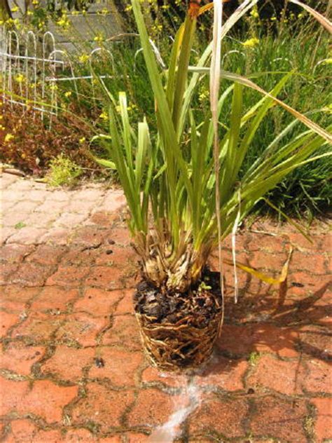 Repotting a cymbidium