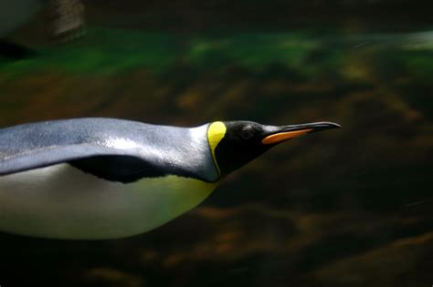 File:King Penguin.jpg - Wikimedia Commons