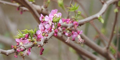 Mexican buckeye - seasonal development, description, general ...