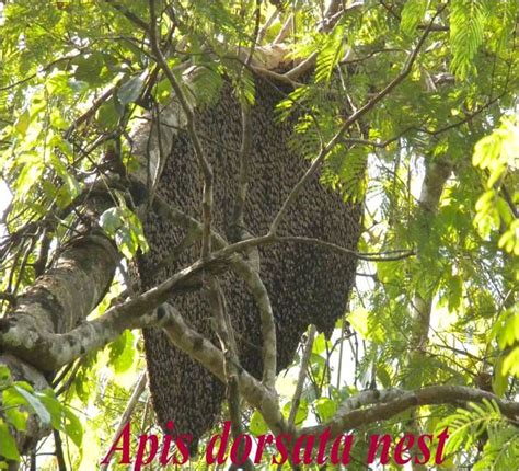 Apis Dorsata nest | Honey bees | Pinterest | Bees