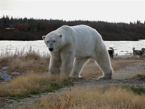 Polar Bear walking Photograph by David Matthews - Pixels