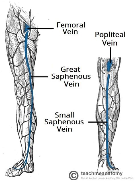 Venous Drainage of the Lower Limb - TeachMeAnatomy