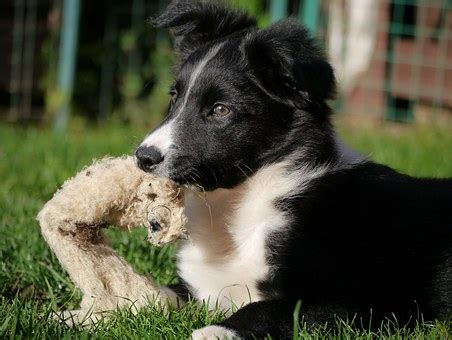 Training a Border Collie | Canna-Pet®