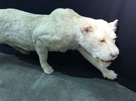 EXCEPTIONALLY RARE FULL SIZE FULL BODY ALBINO LIONESS FROM ZIMBABWE ...