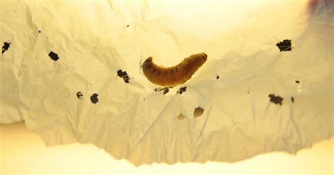 The saliva of waxworms - Local News Today