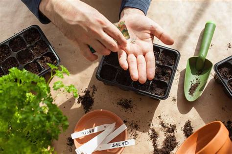 Planting Seeds for Beginners — San Diego Seed Company