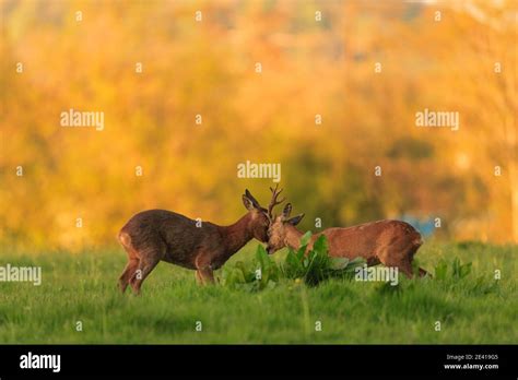 Roe Deer in their natural habitat Stock Photo - Alamy