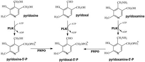 Synthesis of PLP from vitamin B 6 . PLK, pyridoxal kinase; PNPO ...