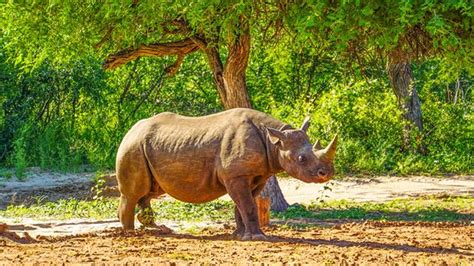 Khama Rhino Sanctuary (Serowe) - 2020 All You Need to Know BEFORE You Go (with Photos) - Tripadvisor