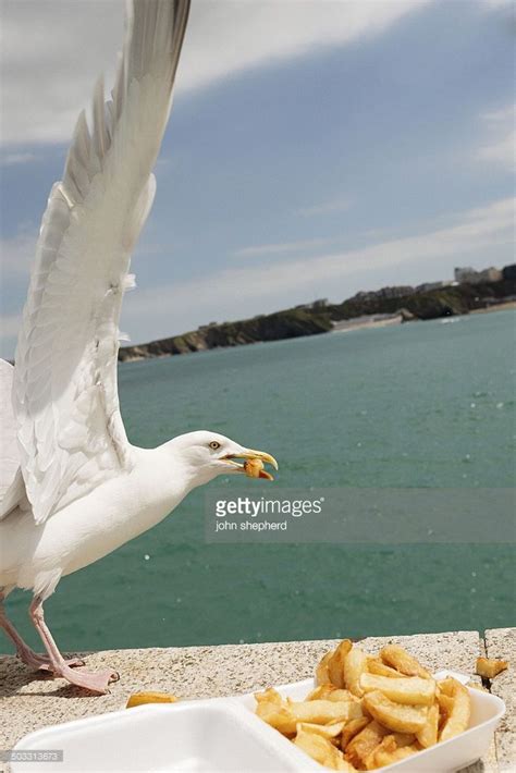 Seagull stealing Chips on the Harbour wall at Newquay, Cornwall ...