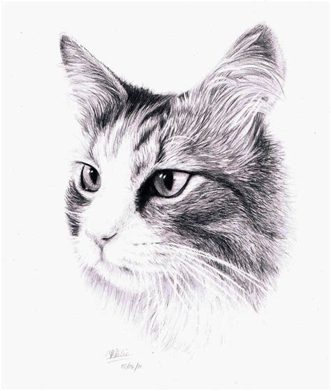 A Drawing of a cat by Atarial on DeviantArt