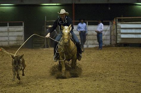 1680x1050px | free download | HD wallpaper: rodeo, calf, roping, arena, competition, western ...