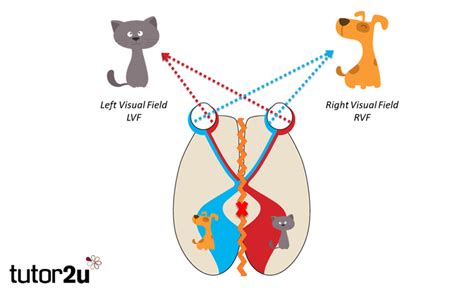 Biopsychology: Hemispheric Lateralisation & Split Brain… | tutor2u