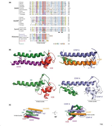 A common structural theme in histone chaperones mimics interhistone ...