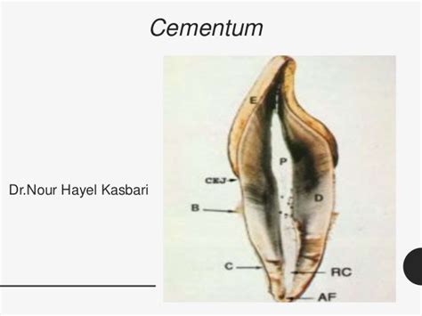 Oral Histology - Cementum