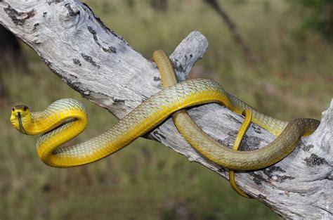 WATCH | Snake leaps for freedom to escape school janitor