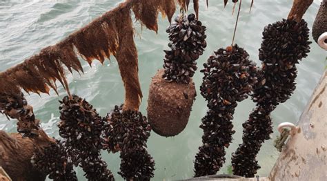 Rope-grown mussels 'the future' of marine farming, says processor - Undercurrent News