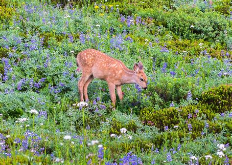 Mount Rainier National Park Wildlife | Visit Rainier