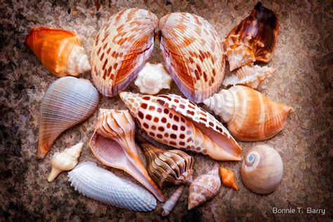 "Seashells of Sanibel Island" by Bonnie T. Barry | Redbubble