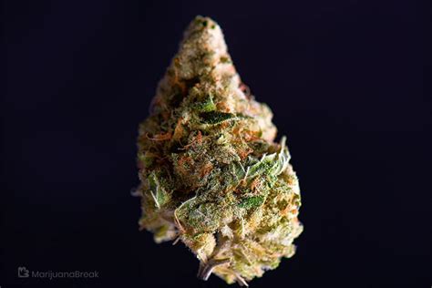 Black Tuna Strain Review: THC & CBD Content, How to Grow