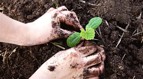 Zucchini Growth Stages: How Fast Does Zucchini Grow?