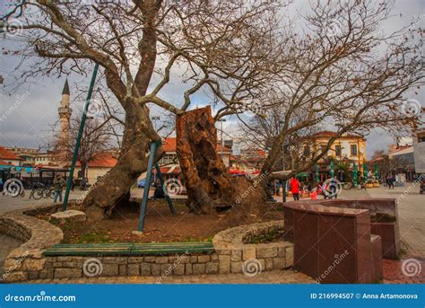 OHRID, NORTH MACEDONIA: an Old Tree on the Central Street of Ohrid and Zeynel Abidin Pasha ...