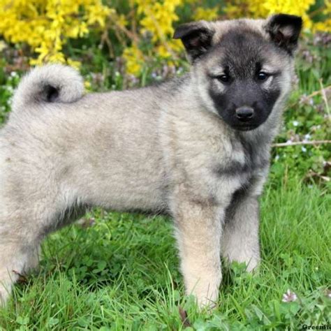 Keeshond Mix Puppies For Sale | Greenfield Puppies