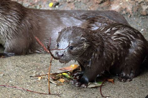 310+ Otter Japanese Stock Photos, Pictures & Royalty-Free Images - iStock