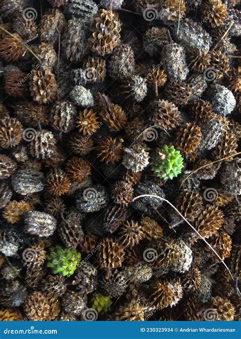 Casuarina Equisetifolia Seeds Collected after Falling Stock Photo - Image of group, seeds: 230323934