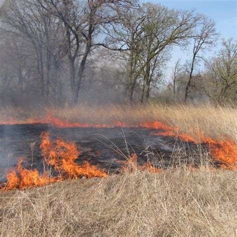 Prairie Fire in the Arboretum – Cowling Arboretum – Carleton College