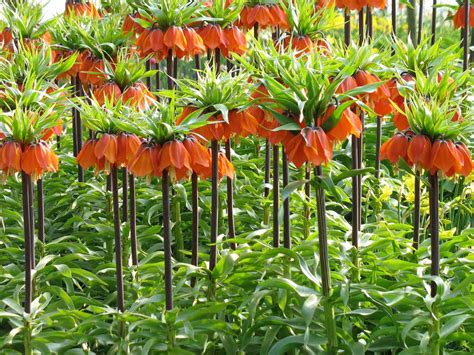 Fritillaria imperialis: Time to Plant Pineapple Lilies - Longfield Gardens