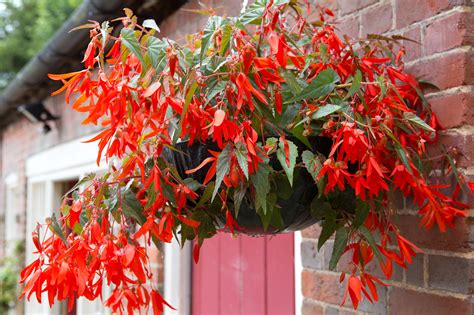 Five Beautiful Hanging Baskets - gardenersworld.com