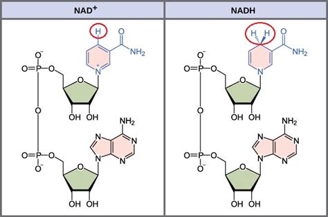 Nadp Structure